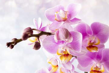Beautiful pink orchid on a gray background.