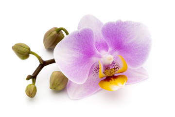 Obraz premium Beautiful pink orchid on the white background.