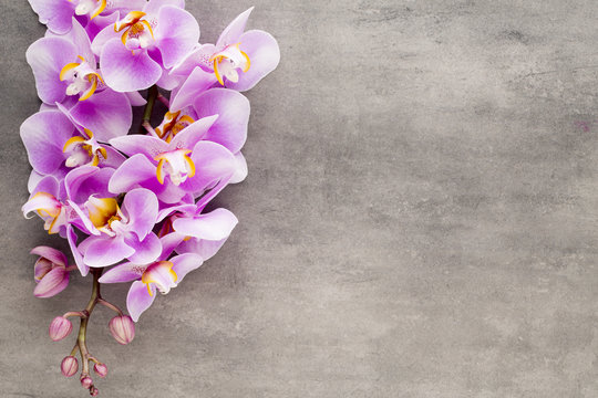 Beautiful pink orchid on a gray background.