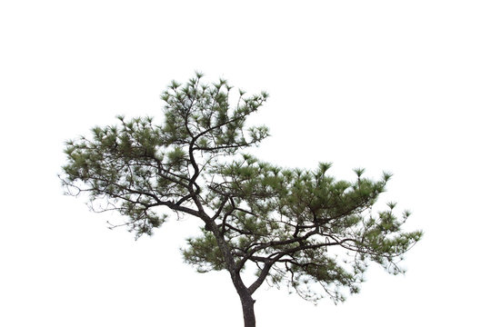 Pine-tree.