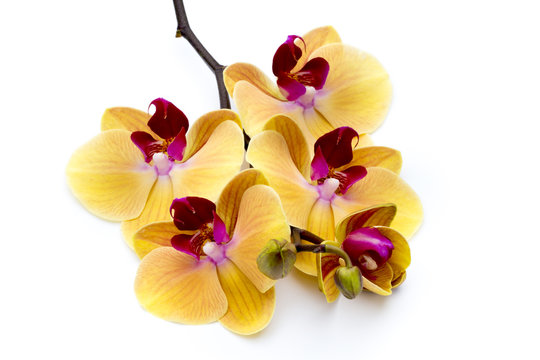 Beautiful yellow orchid on the white background.