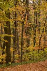 Obraz premium forest in autumn