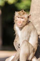 A rhesus monkey with an erect penis.