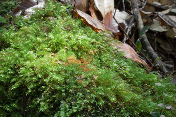 Green moss in forest rainy season.