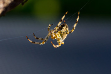 Common Spider