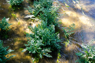 PLANTAS HOJAS FLORES RIOS ARBOLES