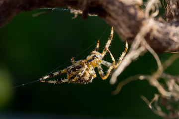 Garden Spider