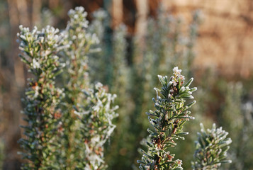 Frosted Rosemary