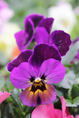 Closeup of purple pansy flowers.