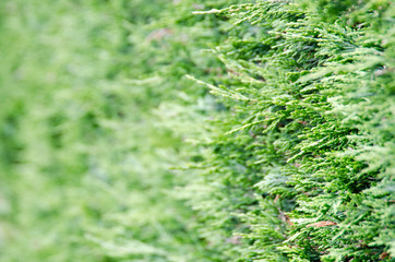 PLANTAS HOJAS FLORES RIOS ARBOLES