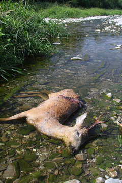 carcassa di capriolo