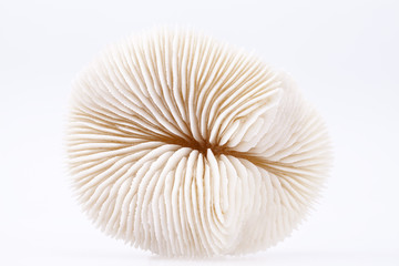 seashell of Fungia  isolated on white background, close up