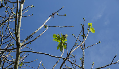 Fig tree