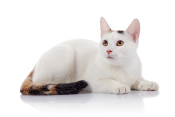 White domestic cat with a multi-colored striped tail lies
