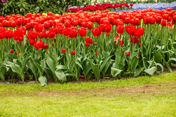Red tulips, Netherlands, Holland, Keukenhof flower garden