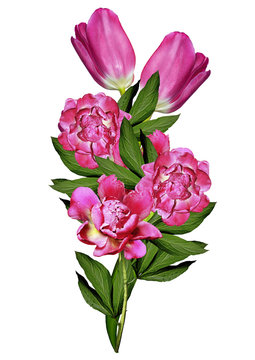 tulips flowers isolated on white background