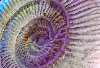 Late Jurassic ammonite under coloured lighting.