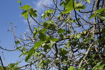 Fig tree