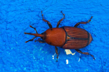 Red Palm Weevil overview over blue - Rhynchophorus ferrugineus