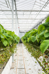 Strawberry runners in long rows in a greenhouse
