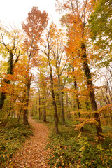 forest at autumn