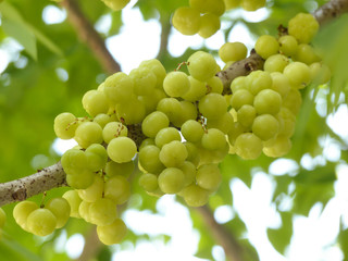 Star gooseberry fruit on tree