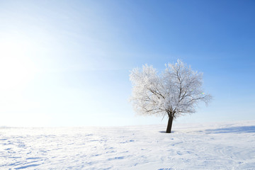 Fototapeta premium Winter landscape with lonely tree and snow field
