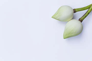 Fresh white lotus on white background