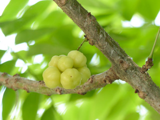 star gooseberry on tree.