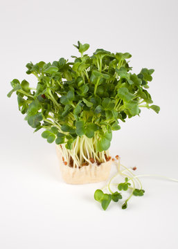 Daikon Cress