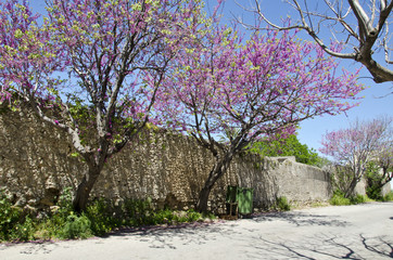 Obraz premium Street with stone wall and blossoming trees in Rhodes island