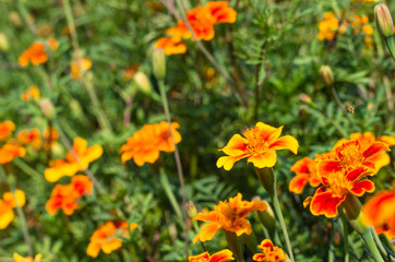 Marigold flowers in the sunlight