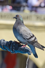 Rock dove sitting on a metal water tap