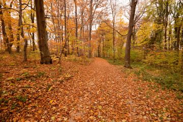 forest at autumn