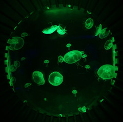 Small jellyfishes illuminated with green light swimming in aquarium