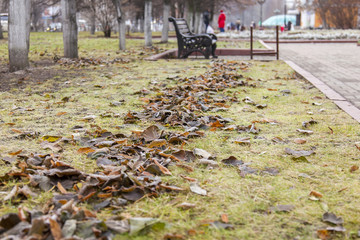 Autumn city landscape, dry leaves in a grass in the boulevard