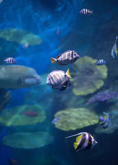 Underwater world - exotic fishes in an aquarium
