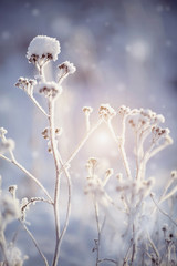 The dry plants in snow in the winter
