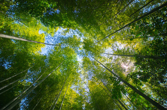 bamboo frest