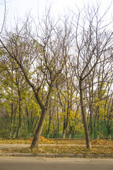 Fototapeta premium City park: leafless trees, fence along road