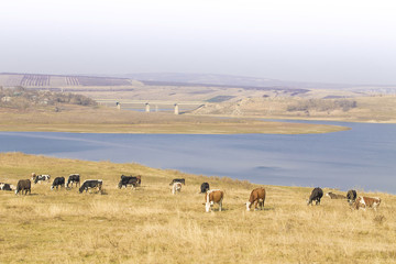 Fototapeta na wymiar Cows graze on pasture by river: beautiful panoramic view