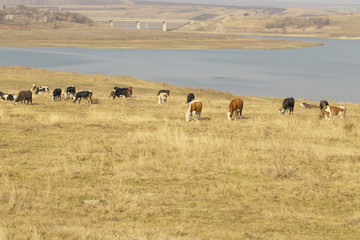 Fototapeta na wymiar Cattle graze on river bank in village