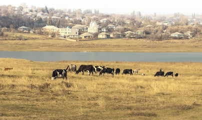 Fototapeta na wymiar Cows graze on river bank in village