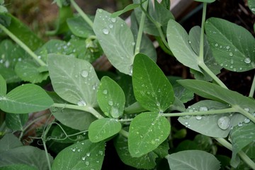 Erbsengrün im Regen