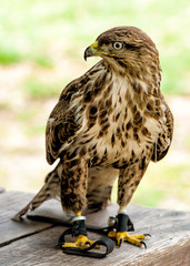 Falcon bird