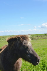 Fototapeta premium friedlich