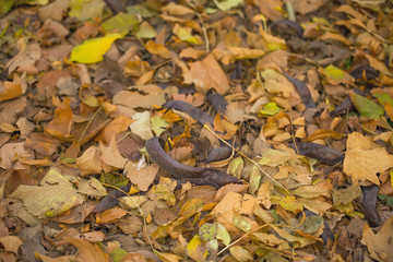 Naklejka premium Mix of autumn leaves, honey locust fruit on ground 