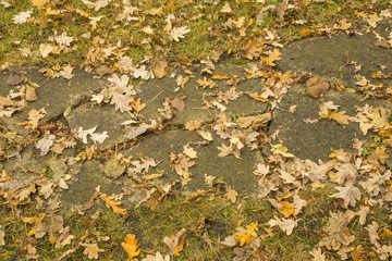 Mix of autumn leaves, grass, concrete walk in park