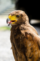 Harris hawk