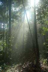 Shafts of Sunlight in Borneo Jungle Mist